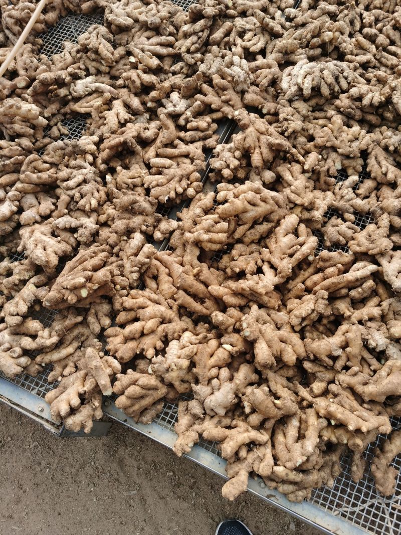 小黄姜山东精品小黄姜窖藏水洗加工生姜代发全国市场