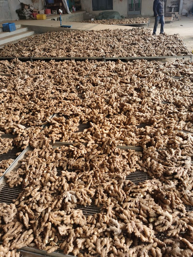 小黄姜山东精品小黄姜窖藏水洗加工生姜代发全国市场