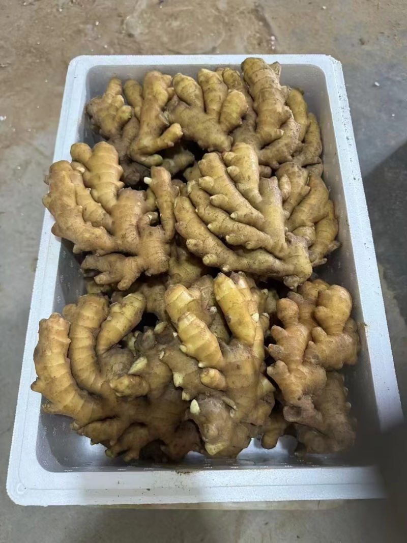 生姜大黄姜窖藏洞藏泥姜商超电商货坏烂包赔代发全国