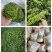 金银花茶500g特级正品散装野生茶叶