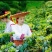 金银花茶500g特级正品散装野生茶叶