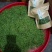 金银花茶500g特级正品散装野生茶叶