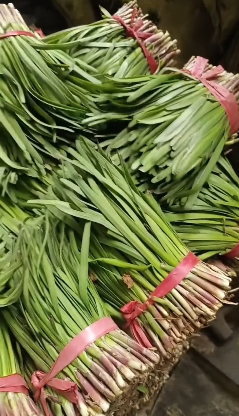头刀韭菜