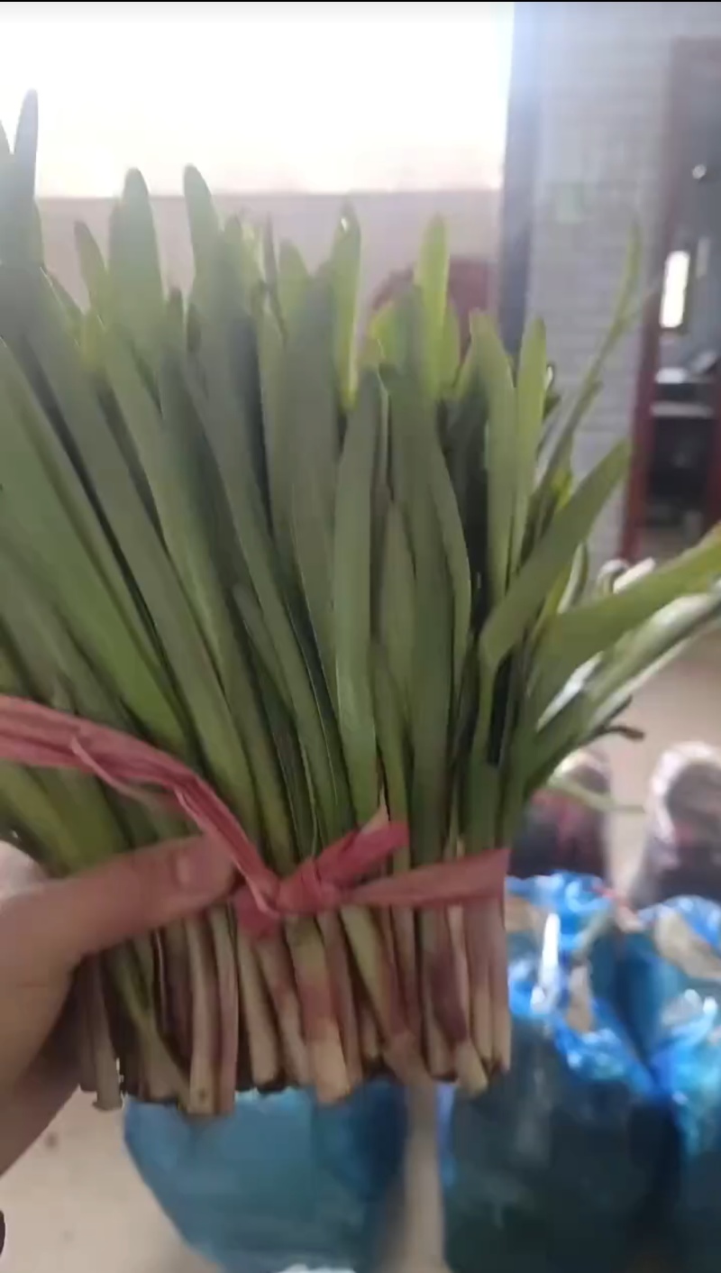 头刀韭菜