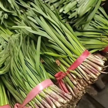 头刀韭菜