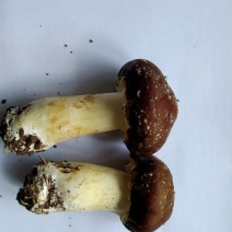【当季鲜采】新鲜姬松茸高山现摘冷链直达菌中珍品