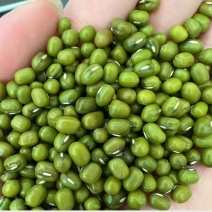 大绿豆新货精选无铁豆质量好价格美丽量大从优