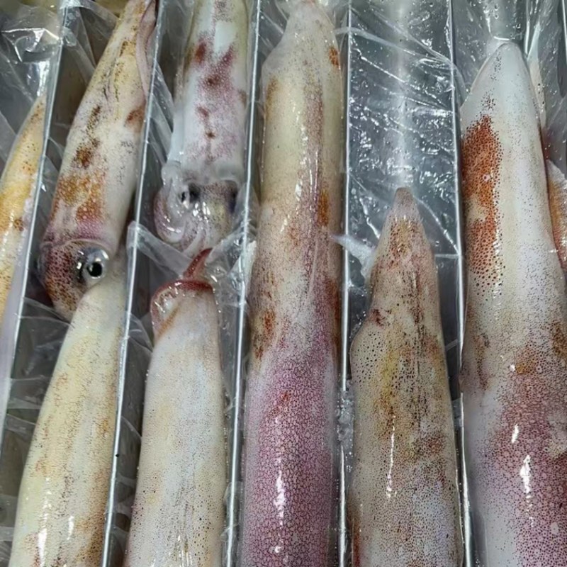 东山岛手钓活冻鱿鱼。精品刺身级别。