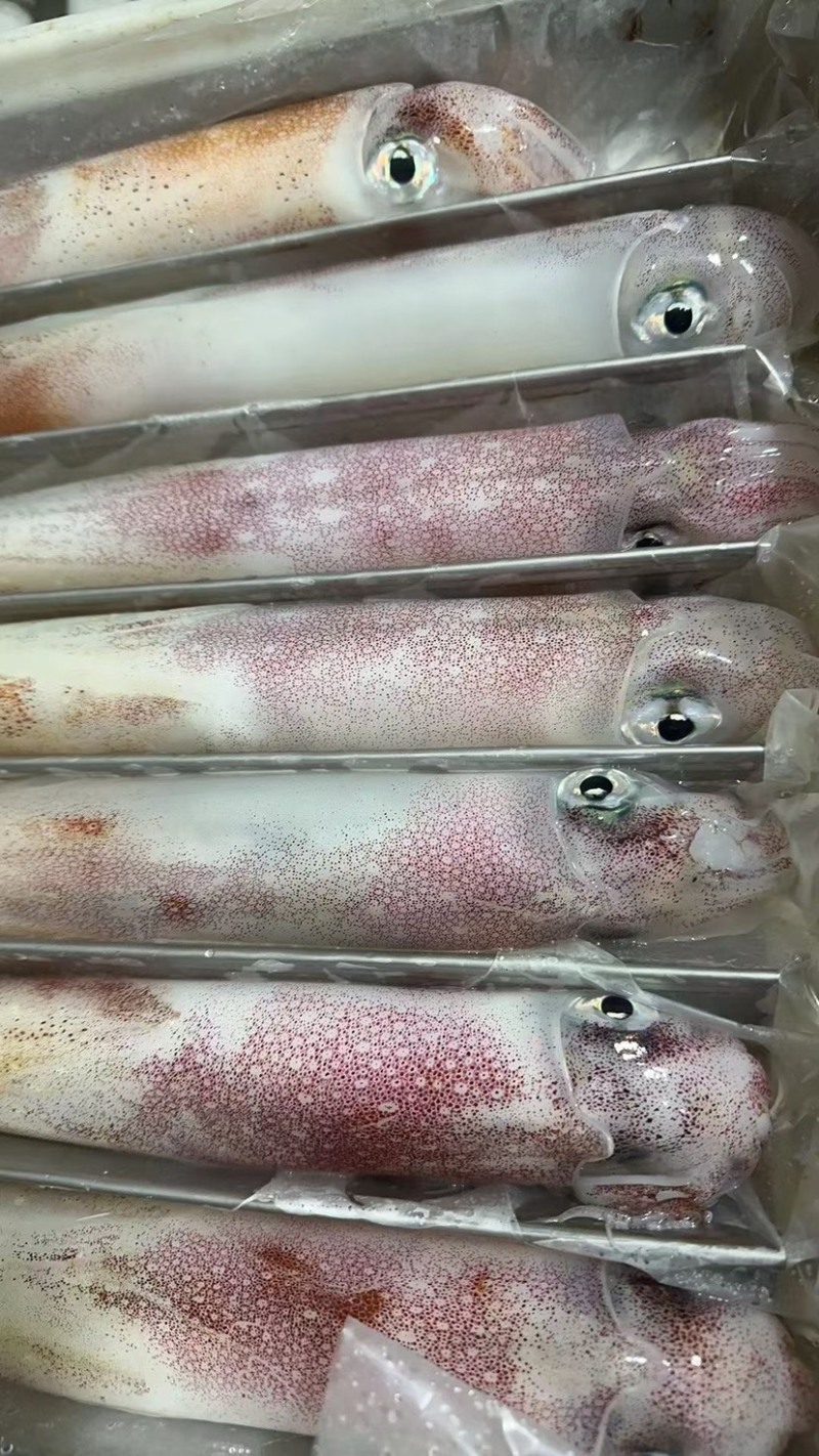 东山岛手钓活冻鱿鱼。精品刺身级别。