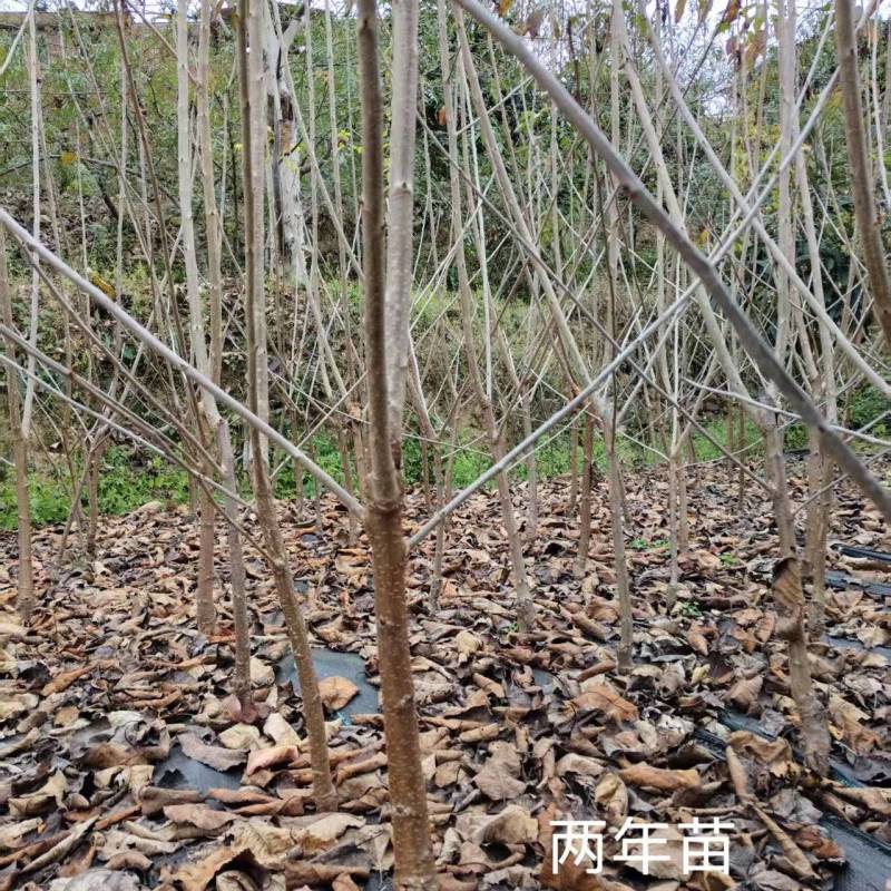 黑珍珠车厘子两年苗