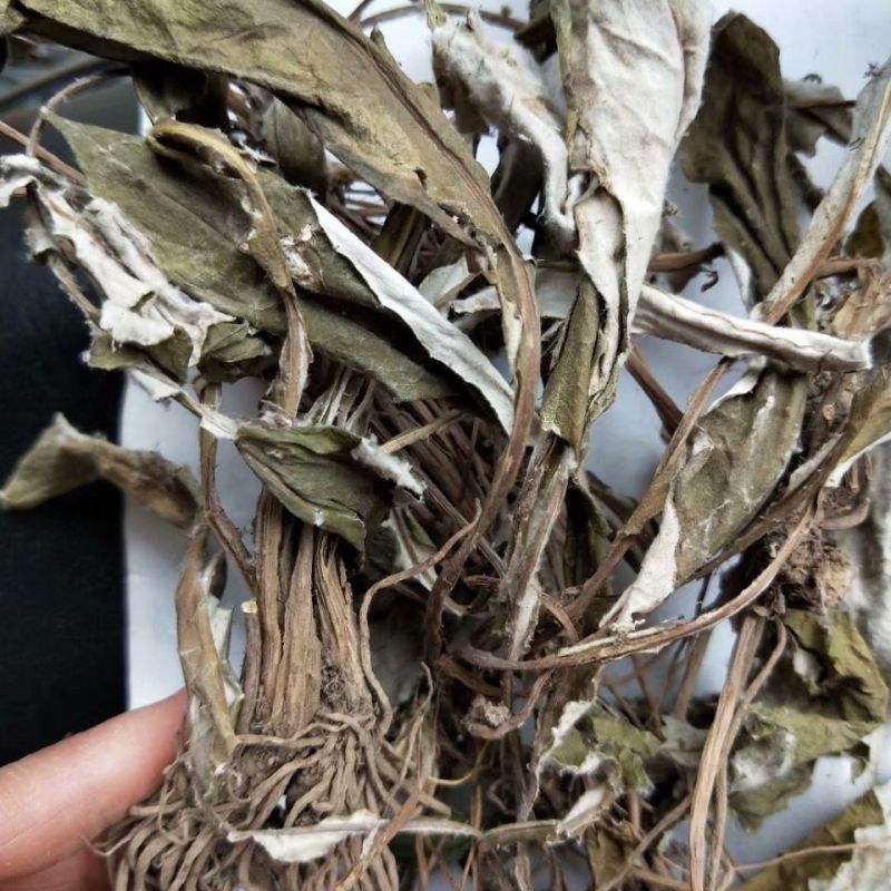 中药材白眉草1公斤一枝香四皮香贴地香黑眉草中草药毛大丁草