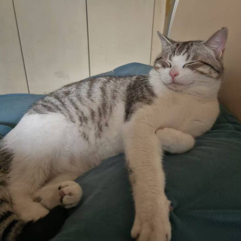 领养猫咪，成都本地，可自提可跑腿送上门美短起司九个月的