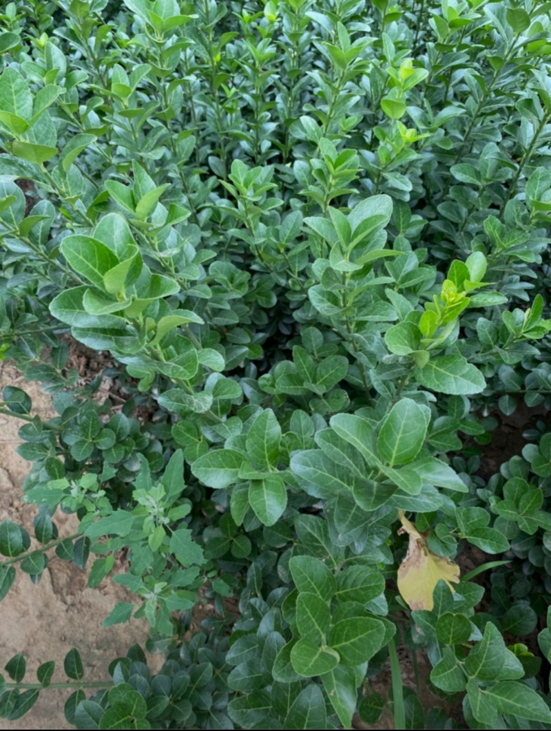 基地大量出售高度40-50厘米卫矛苗