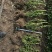 基地大量出售高度40-50厘米卫矛苗
