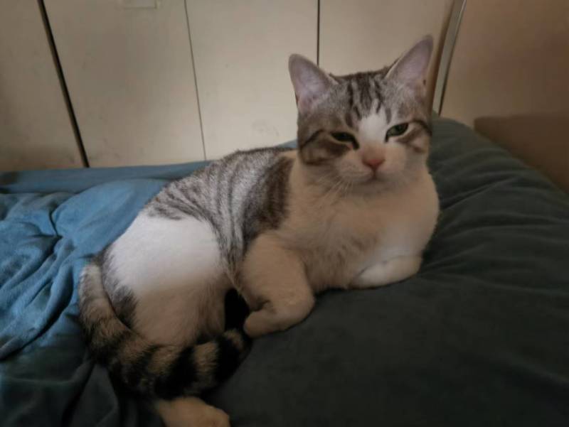 领养猫咪，成都本地，可自提可跑腿送上门美短起司九个月的