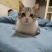 领养猫咪，成都本地，可自提可跑腿送上门美短起司九个月的