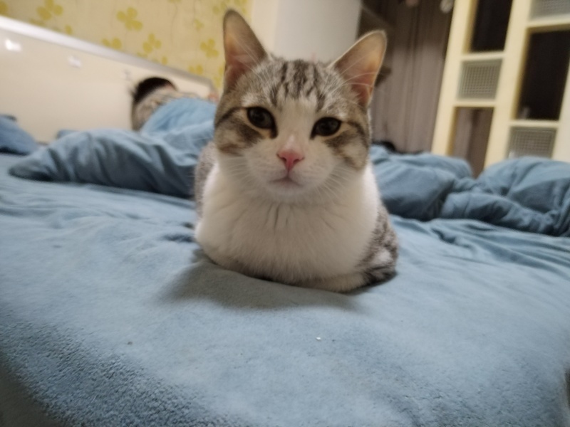 领养猫咪，成都本地，可自提可跑腿送上门美短起司九个月的
