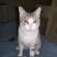 领养猫咪，成都本地，可自提可跑腿送上门美短起司九个月的