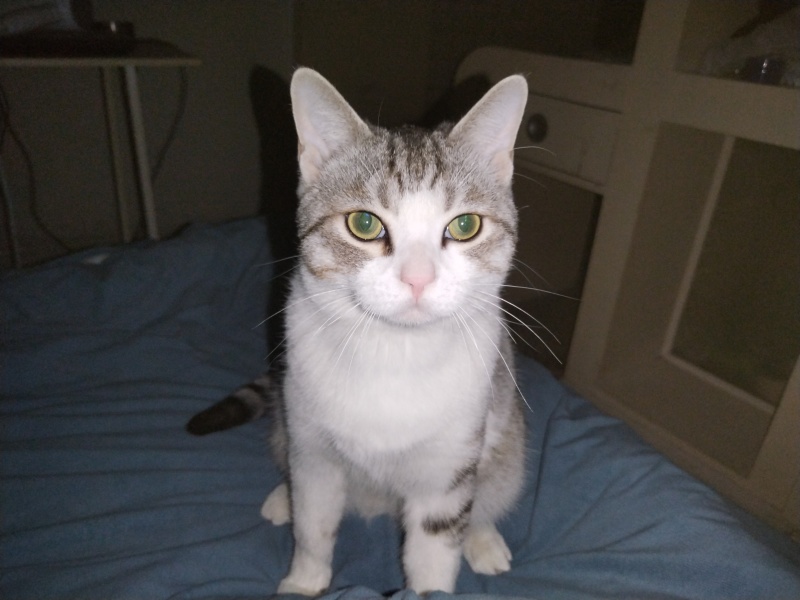 领养猫咪，成都本地，可自提可跑腿送上门美短起司九个月的