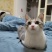 领养猫咪，成都本地，可自提可跑腿送上门美短起司九个月的