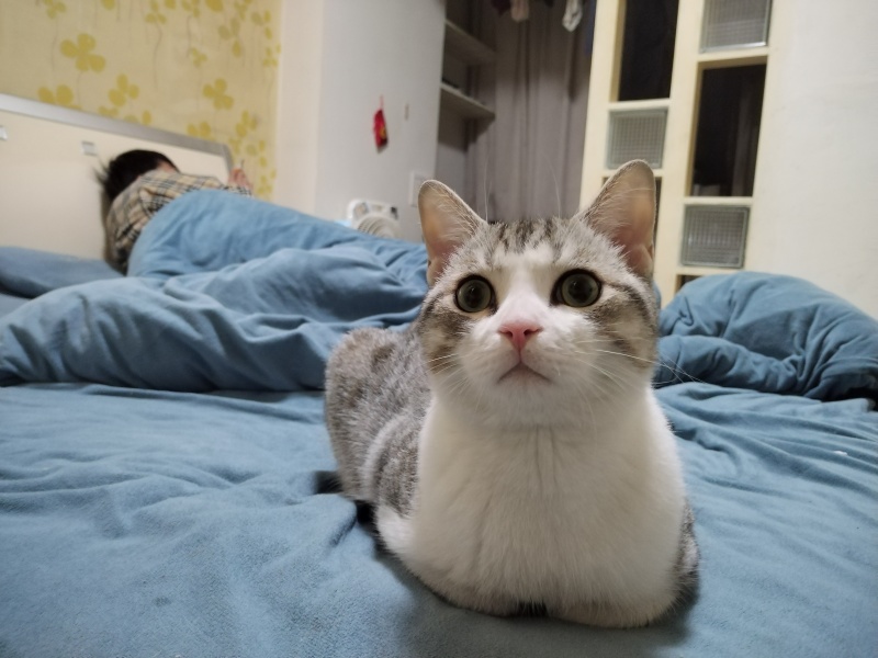 领养猫咪，成都本地，可自提可跑腿送上门美短起司九个月的