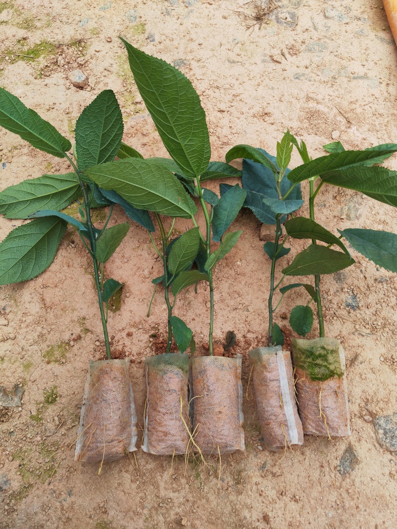 五指毛桃苗，苗场直批，规格齐全，提供种植技术，包回收