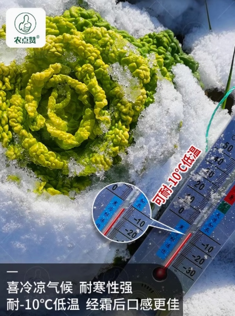 傲雪一号-黄心乌种子耐寒性强耐抽薹半塌地
