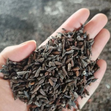 百部新种子红花对叶百部种子优质白花紫花对叶百部种籽