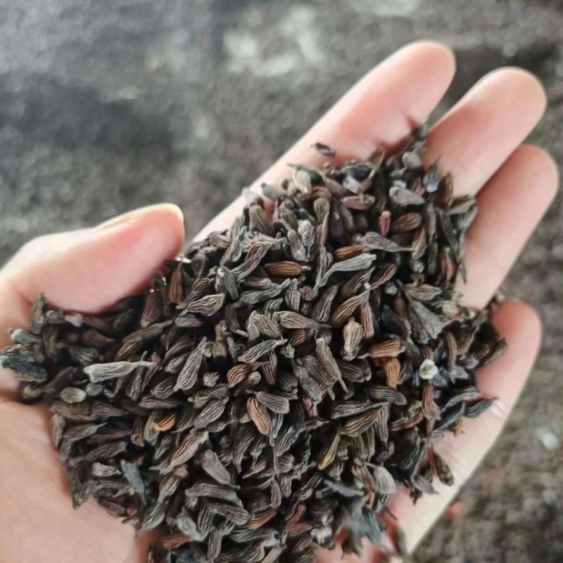 百部新种子红花对叶百部种子优质白花紫花对叶百部种籽