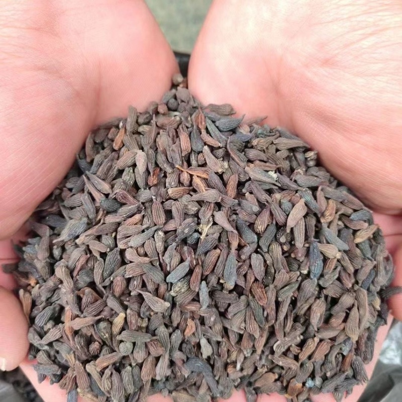 百部新种子红花对叶百部种子优质白花紫花对叶百部种籽