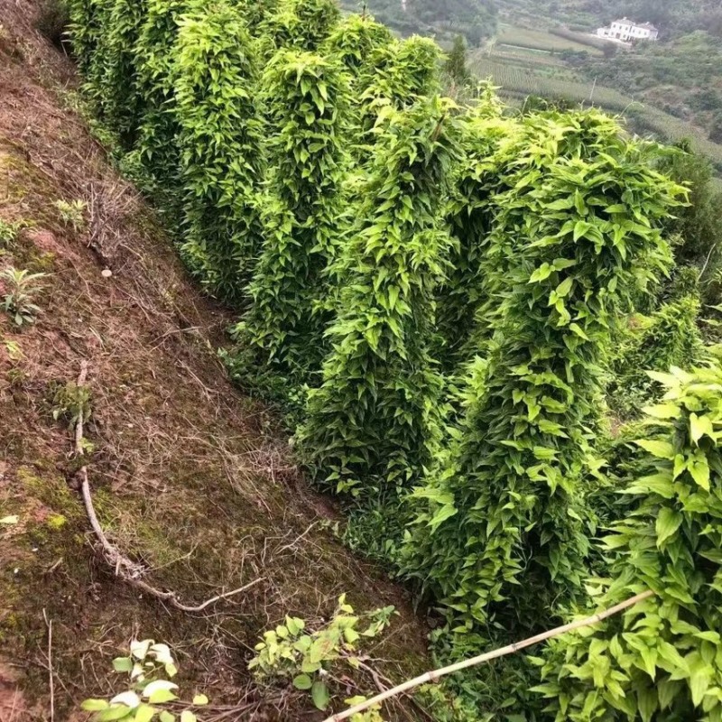 百部新种子红花对叶百部种子优质白花紫花对叶百部种籽