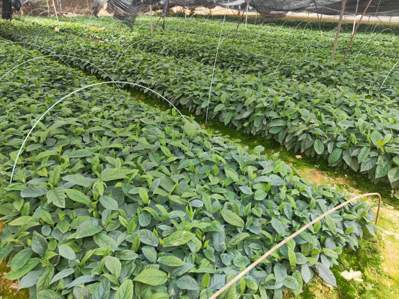 五指毛桃苗，苗场直批，规格齐全，提供种植技术，包回收