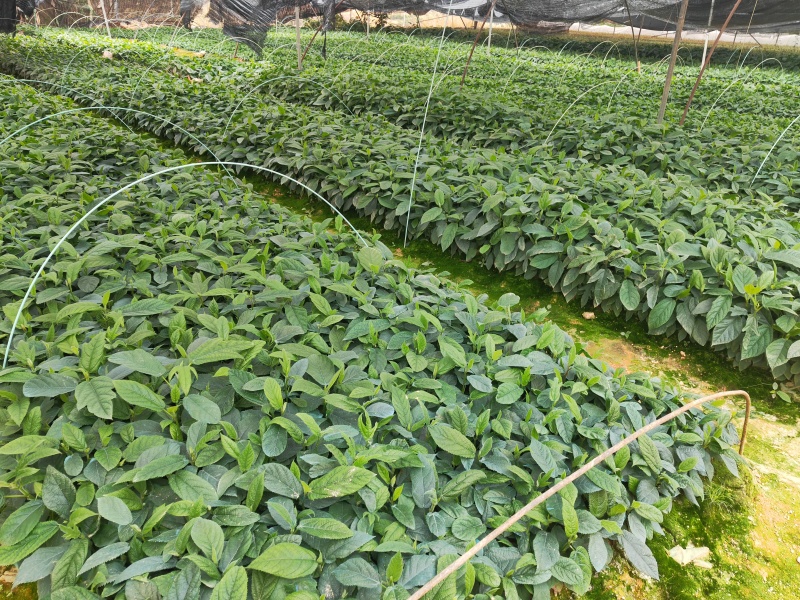 五指毛桃苗，苗场直批，规格齐全，提供种植技术，包回收