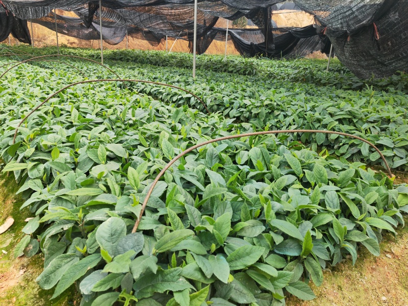 五指毛桃苗，苗场直批，规格齐全，提供种植技术，包回收