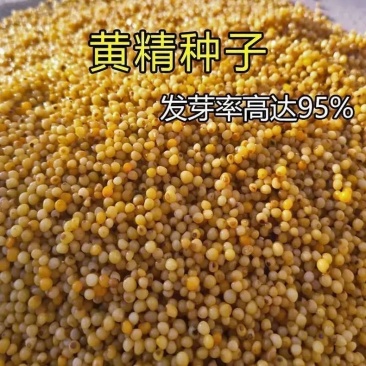 云南滇黄精种子高杆黄精种子多花黄精鸡头黄精种子去皮净籽