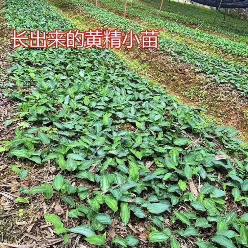云南滇黄精种子高杆黄精种子多花黄精鸡头黄精种子去皮净籽