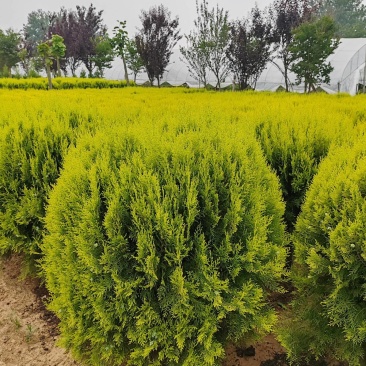 苗圃大量出售冠幅80-100厘米洒金柏