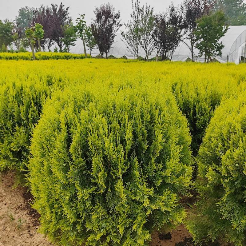 苗圃大量出售冠幅80-100厘米洒金柏