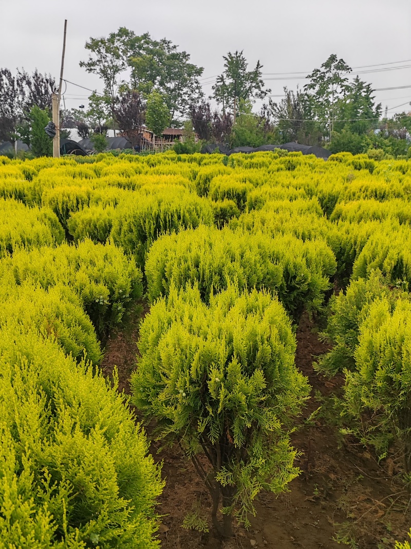 苗圃大量出售冠幅80-100厘米洒金柏