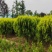 苗圃大量出售冠幅80-100厘米洒金柏