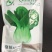 夏抗65-青梗菜种子耐热早熟丰产口味鲜美