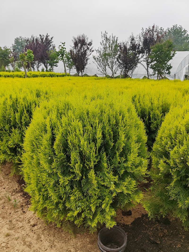 苗圃大量出售冠幅80-100厘米洒金柏