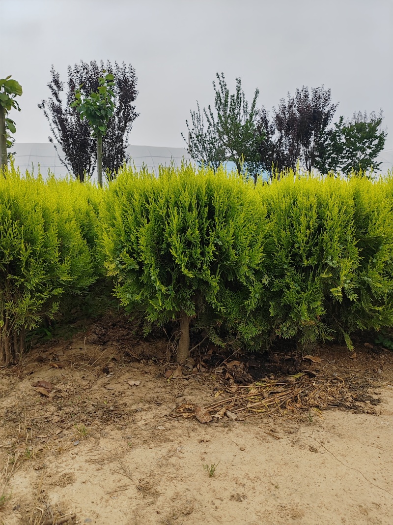 苗圃大量出售冠幅80-100厘米洒金柏
