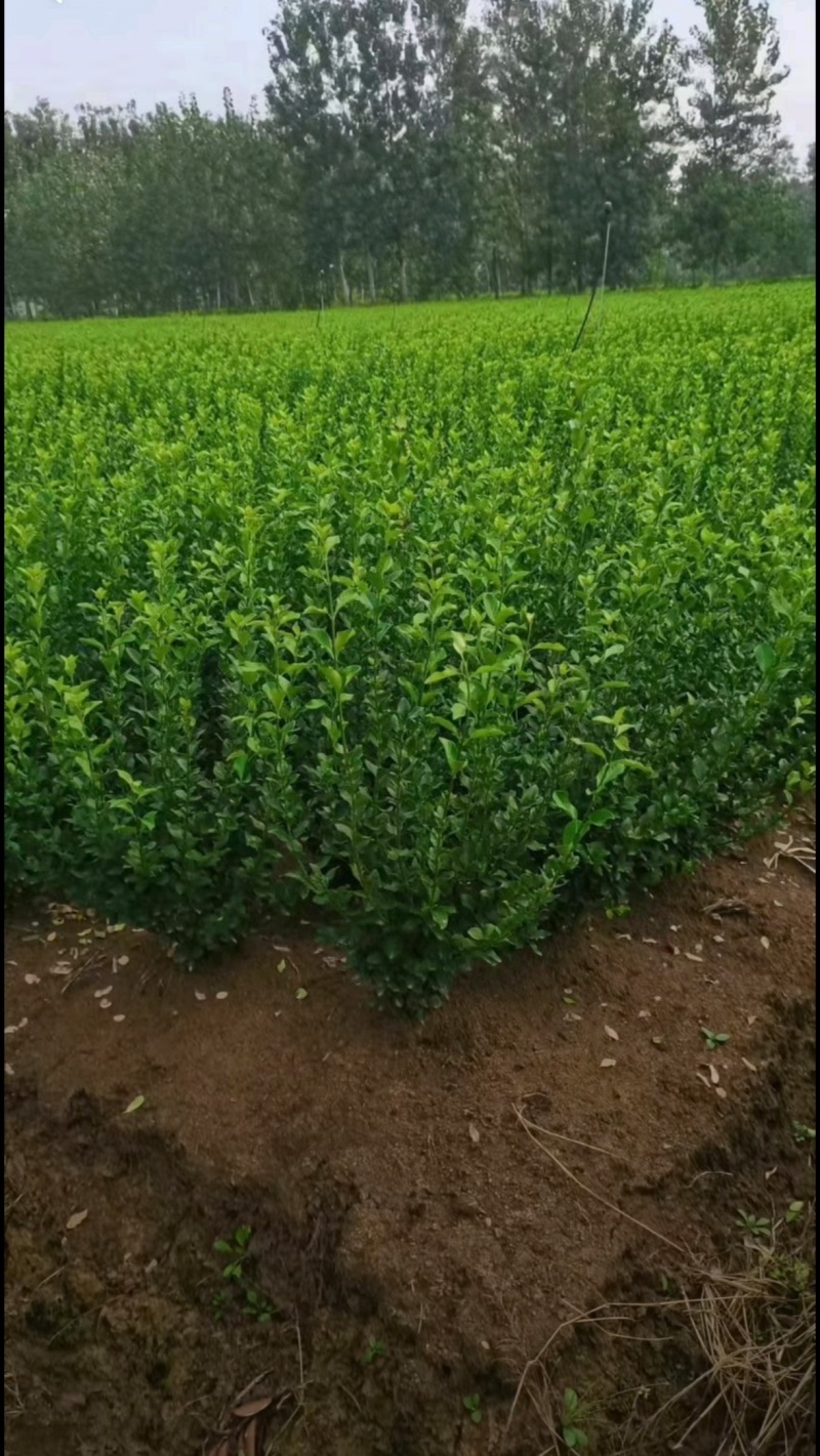 基地大量出售冠幅50厘米卫矛球