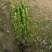 基地大量出售冠幅50厘米卫矛球