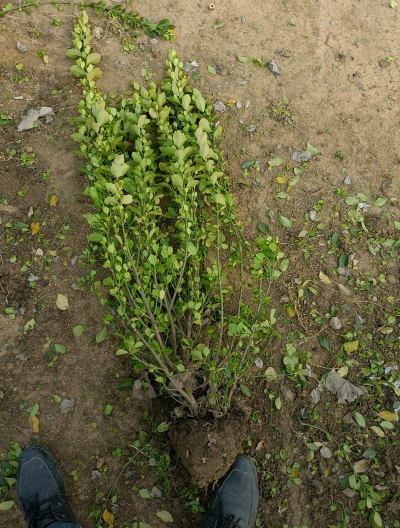 基地大量出售冠幅50厘米卫矛球
