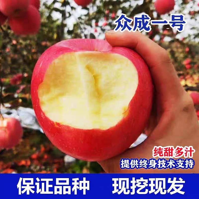 众诚1号苹果树苗，产量高，口感甜，个头大，品种优质，包邮