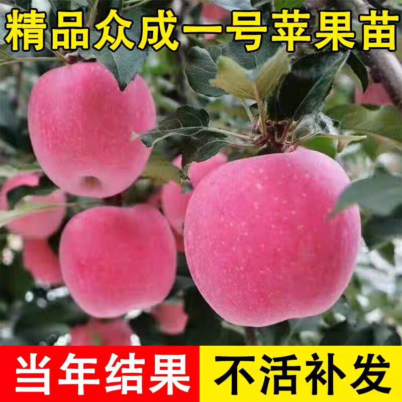众诚1号苹果树苗，产量高，口感甜，个头大，品种优质，包邮
