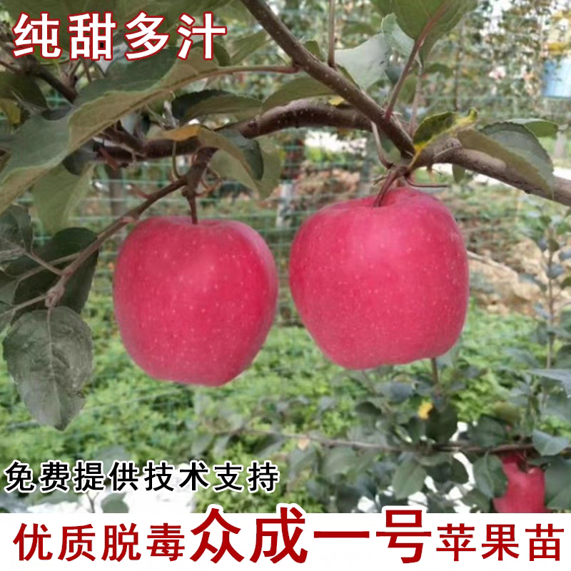 众诚1号苹果树苗，产量高，口感甜，个头大，品种优质，包邮