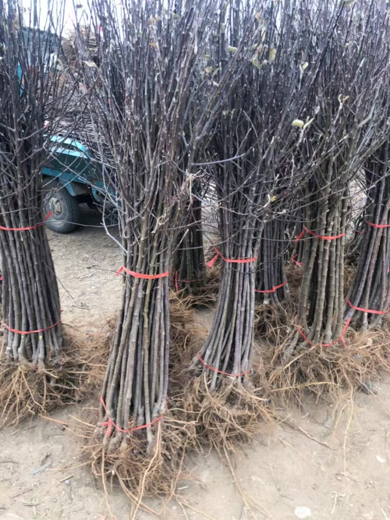 众诚1号苹果树苗，产量高，口感甜，个头大，品种优质，包邮